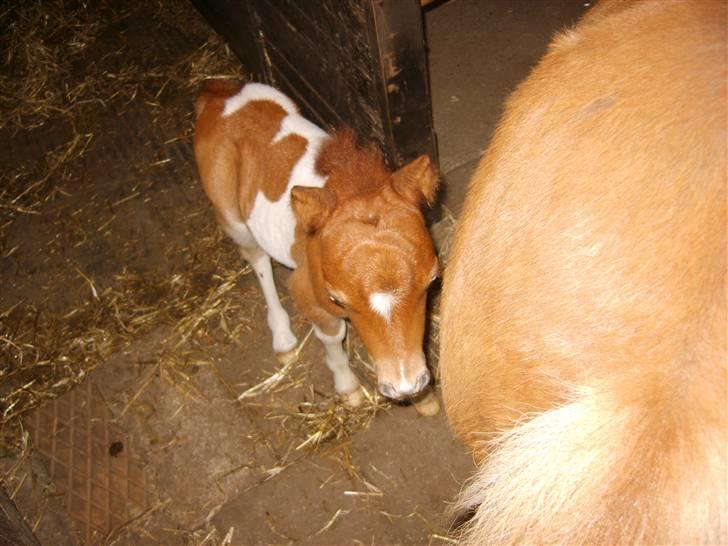 Miniature Elvis R.I.P - nuurh.  billede 11