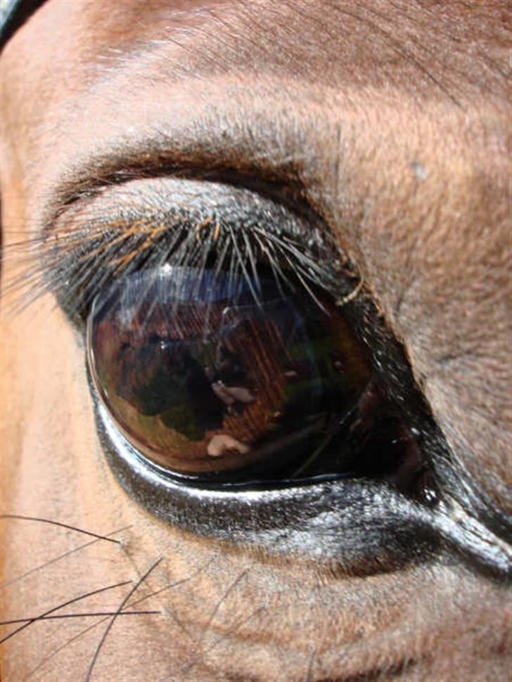 Traver Dorit billede 9