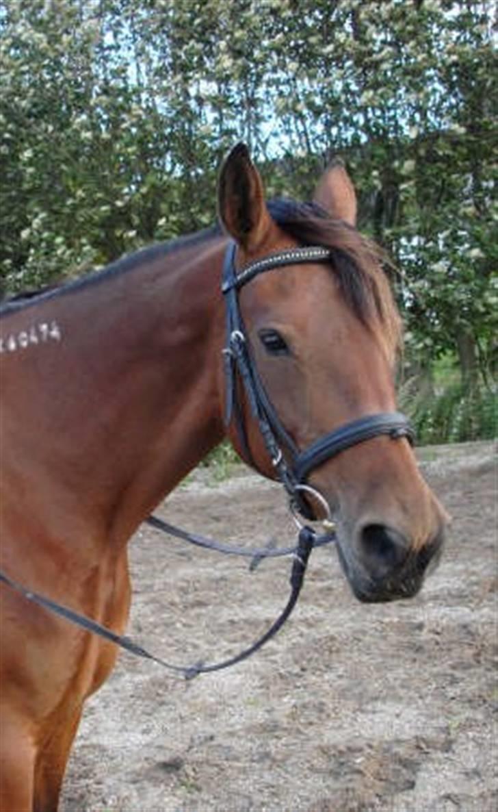 Traver Dorit billede 10