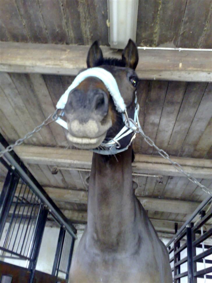 Trakehner Aschianti - mule  billede 11
