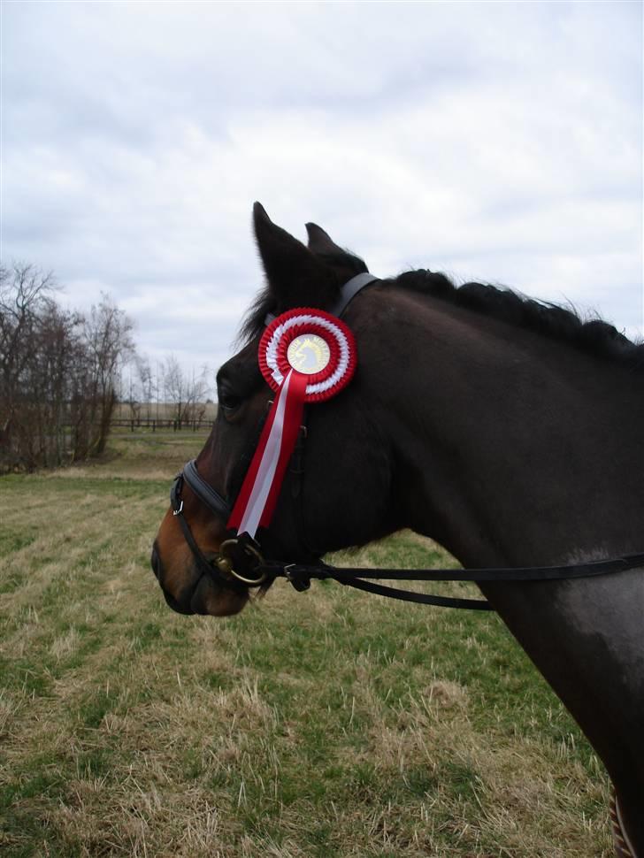 Trakehner Aschianti - Hvem kommer billede 13