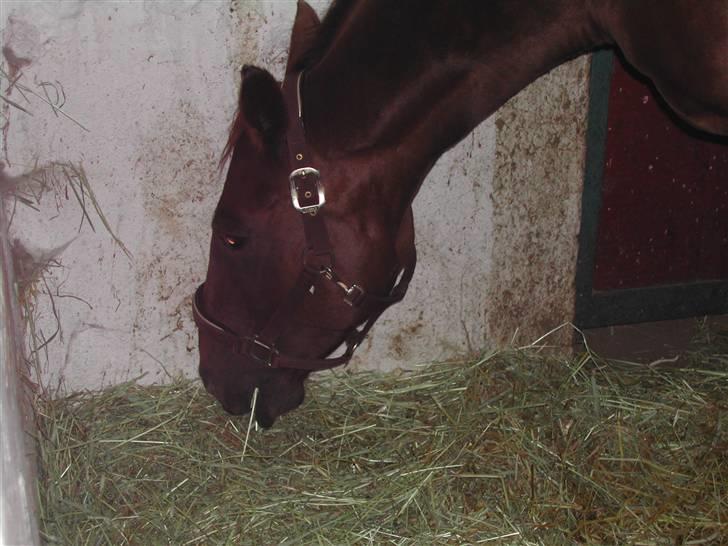 Dansk Varmblod May Engvang - Jeg elsker bare mit hø  billede 2