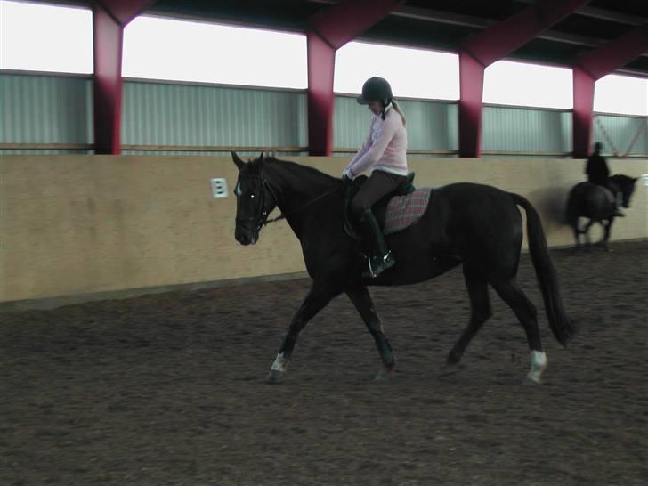 Dansk Varmblod May Engvang - Driller min ejer lidt billede 3