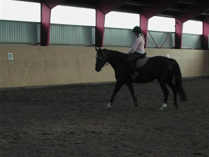 Dansk Varmblod May Engvang - Ej hvor er det her sjovt billede 5
