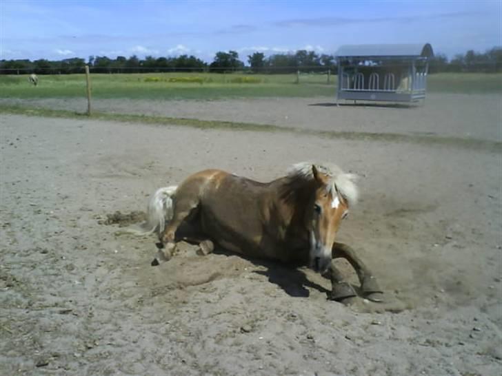 Haflinger Lukas - Himmelhest.. SAVNET! - mmmm! en dejlig beskidt hest, der skal striles :D billede 2