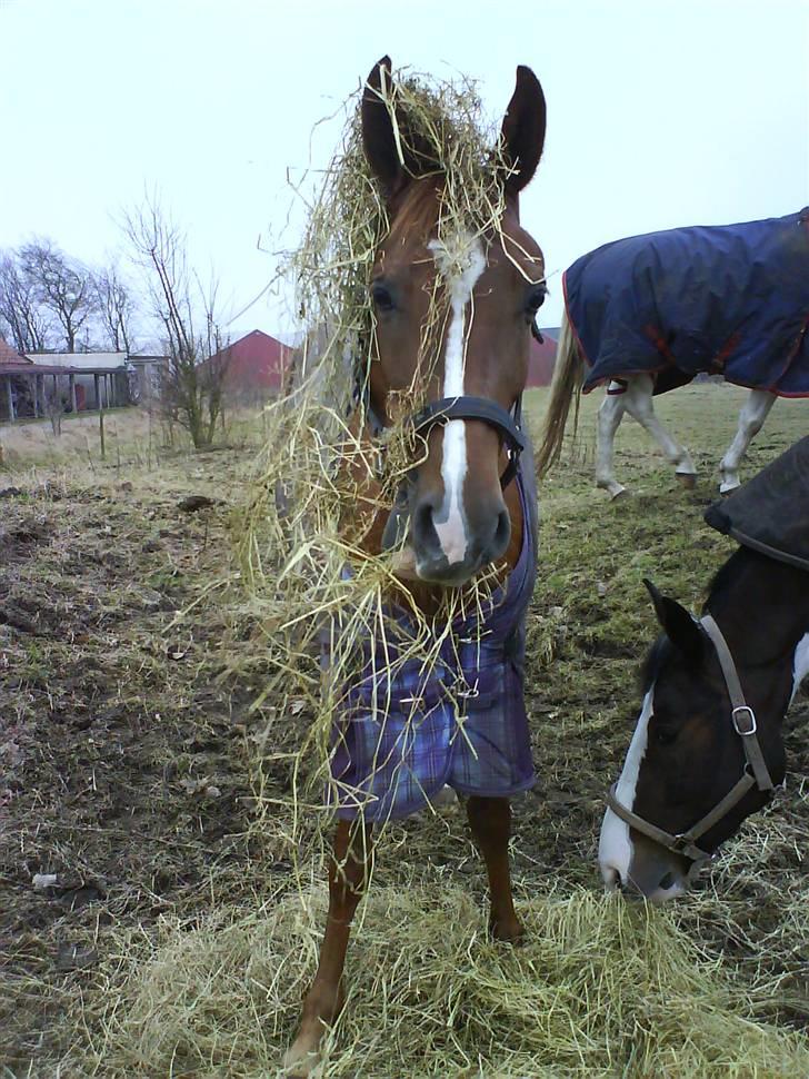 Arabisk fuldblod (OX) Carola Lykke (Solgt :`( ) - Cheyenne synes Tatola skulle pyntes lidt=) billede 7