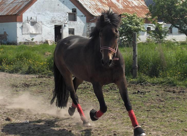 New Forest Bouquet *SAVNET* - Velkommen til Bouquet´s profil læg gerne en kommetar og bedømmelse *Nyt* d 26. maj  billede 1