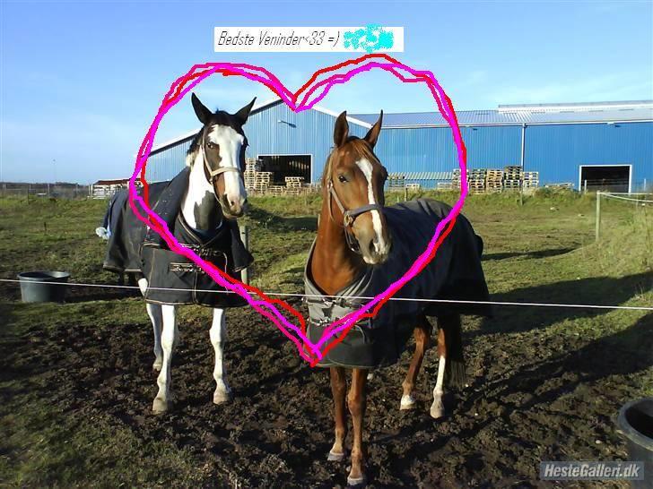 Arabisk fuldblod (OX) Carola Lykke (Solgt :`( ) - Første dag på Blæsbjerg med hendes bedste ven Cheyenne<33 de havde savnet hinanden=) billede 11