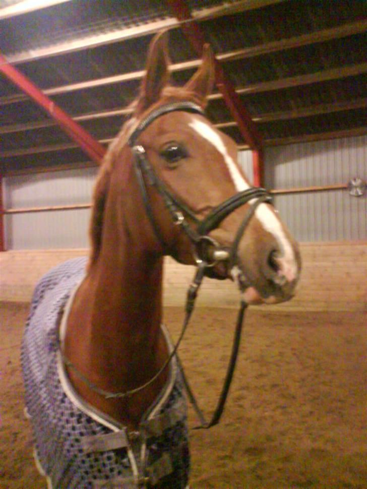 Arabisk fuldblod (OX) Carola Lykke (Solgt :`( ) - Hov hvem kommer der=) billede 12