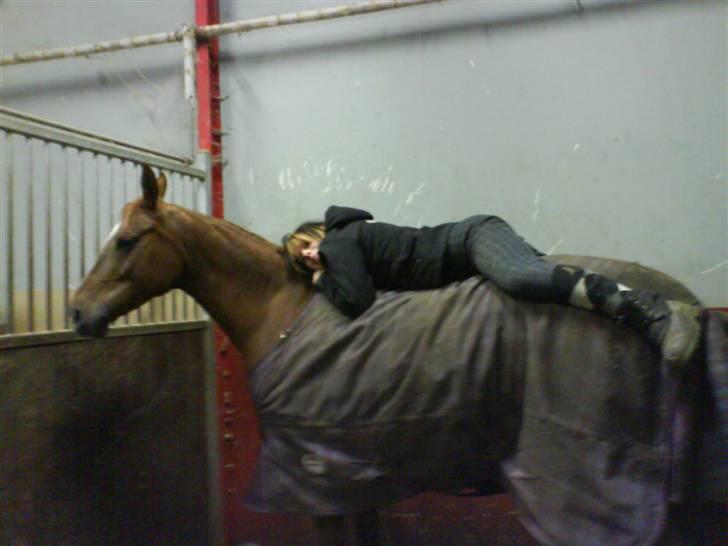 Arabisk fuldblod (OX) Carola Lykke (Solgt :`( ) - Lidt hygge i boksen=) Elsker diiig Tatola<333 billede 14