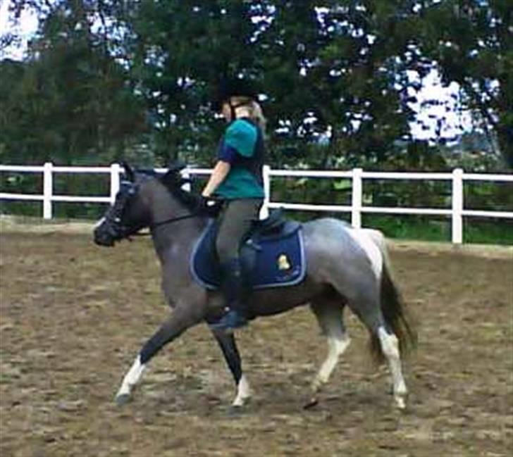 Anden særlig race Pandora - her rider louise på mig billede 3