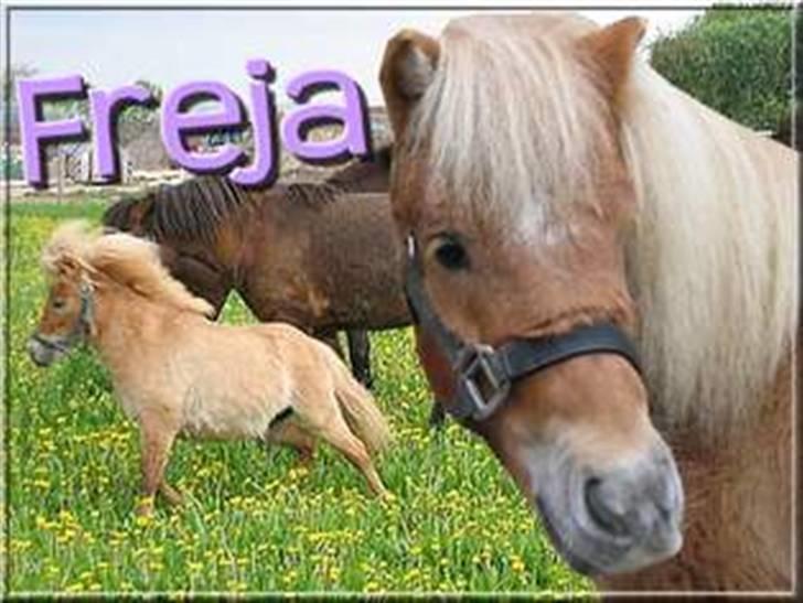 Shetlænder Freja - lavet af Katrine og Disgo * billede 10