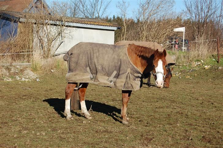 Anden særlig race Webster billede 5