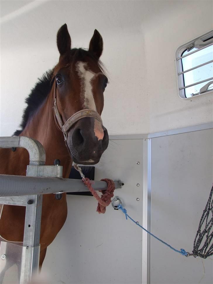 New Forest Oudelands Turbo - i traileren :) Foto MF billede 19