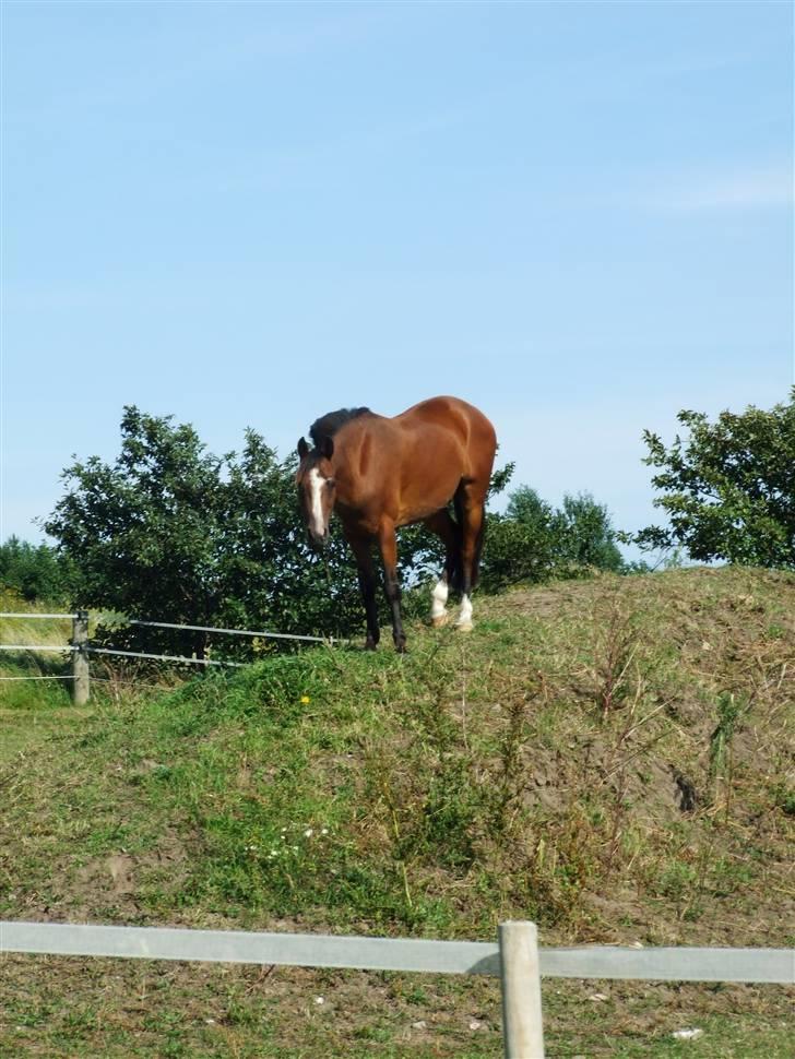 New Forest Oudelands Turbo - Foto Marie Frederiksen billede 20