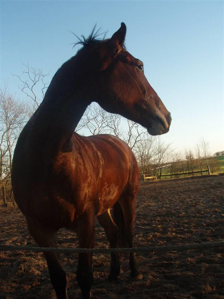 Anden særlig race Valentin af Rosenholm  - En febuar aften på ridebanen :D foto : mig  billede 19