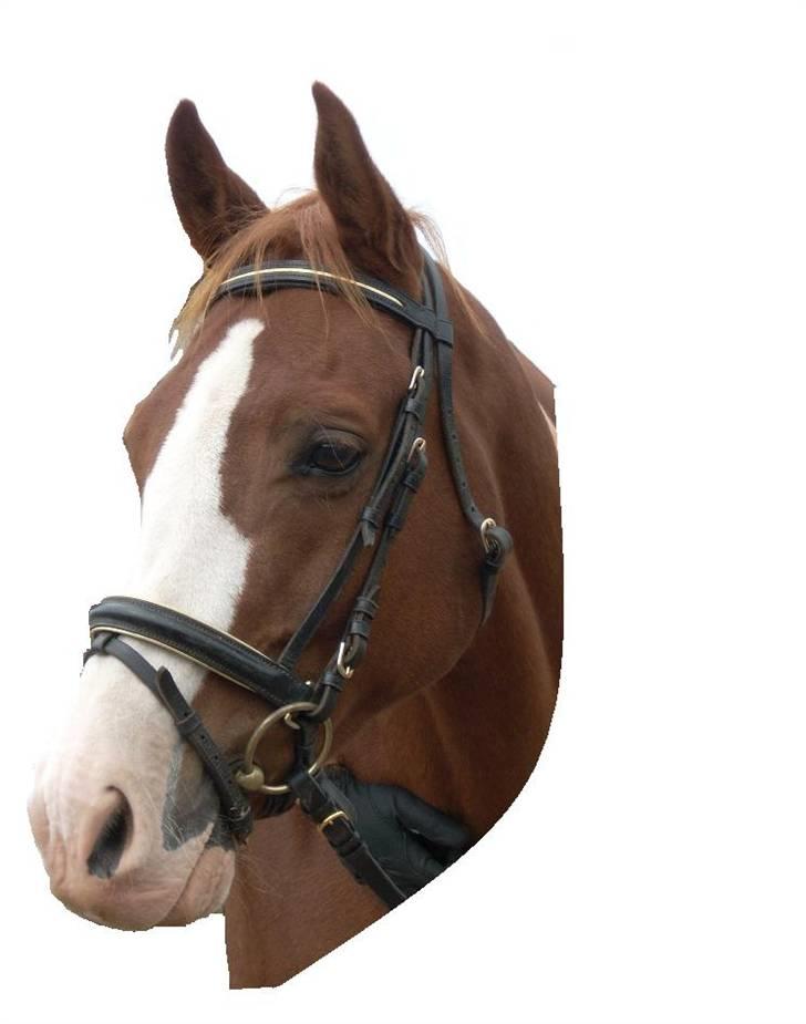 Anden særlig race Webster billede 6