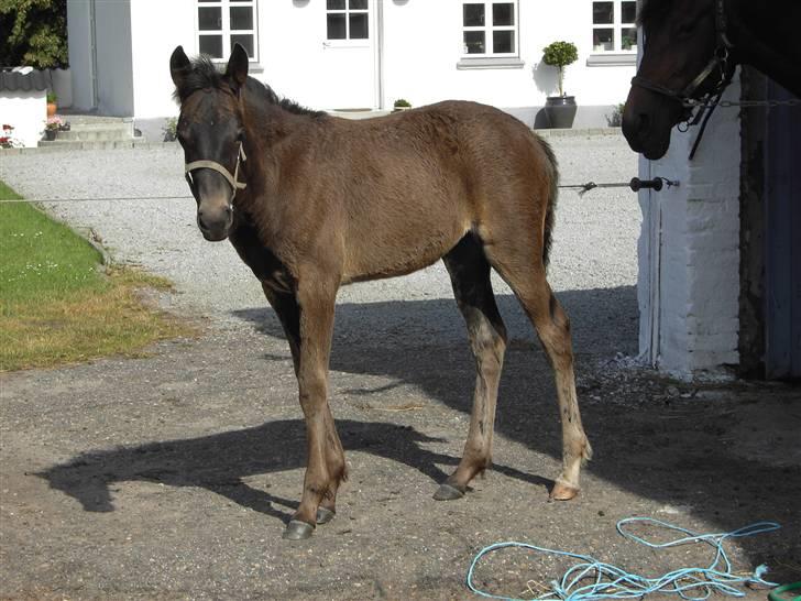 Traver Pandora Holmsminde billede 1