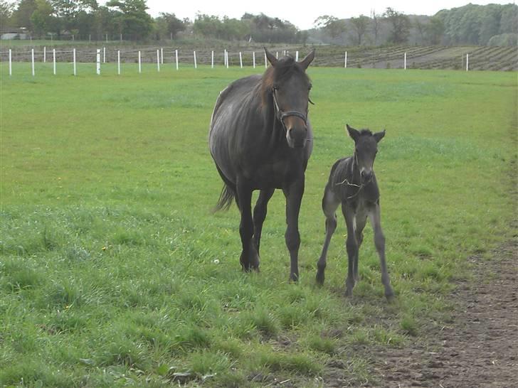 Traver Pandora Holmsminde billede 2