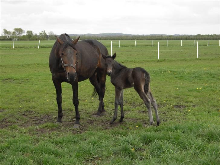 Traver Pandora Holmsminde billede 3