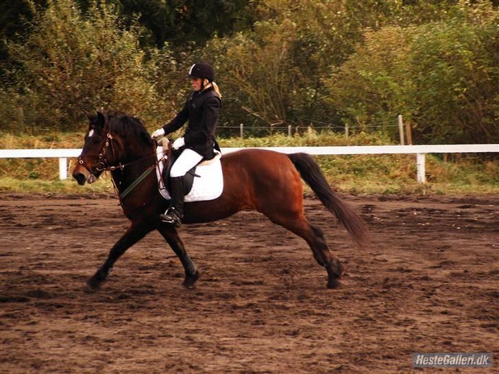 Koldblodstraver Fernando *sendt tilbage* - fernando<3 billede 5