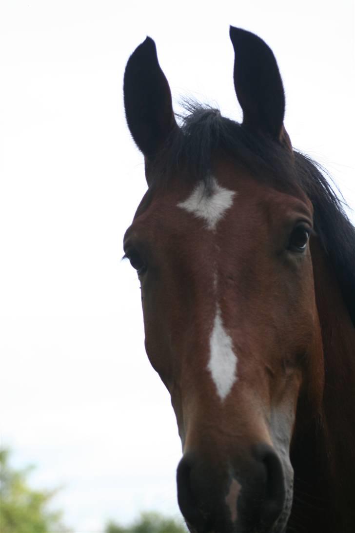 Anden særlig race Valentin af Rosenholm  - Tak fordi I kiggede  med :D Der kommer nye billeder løbende  :D Vi ses   Foto: mig billede 20