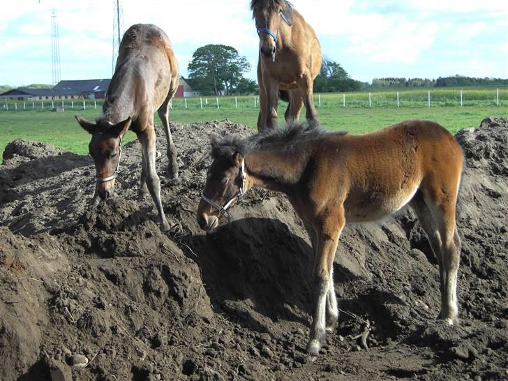 Traver Pandora Holmsminde billede 5
