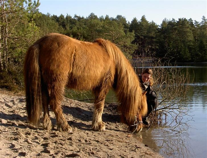 Islænder Sleipnir fra eskildsminde - På en helt víld dejlig tur til den kunstige sø i silkeborg billede 13