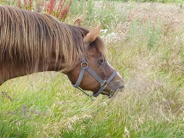 New Forest Natali NF 1820 - når der er græs kan man ikke smile til fotografen billede 9