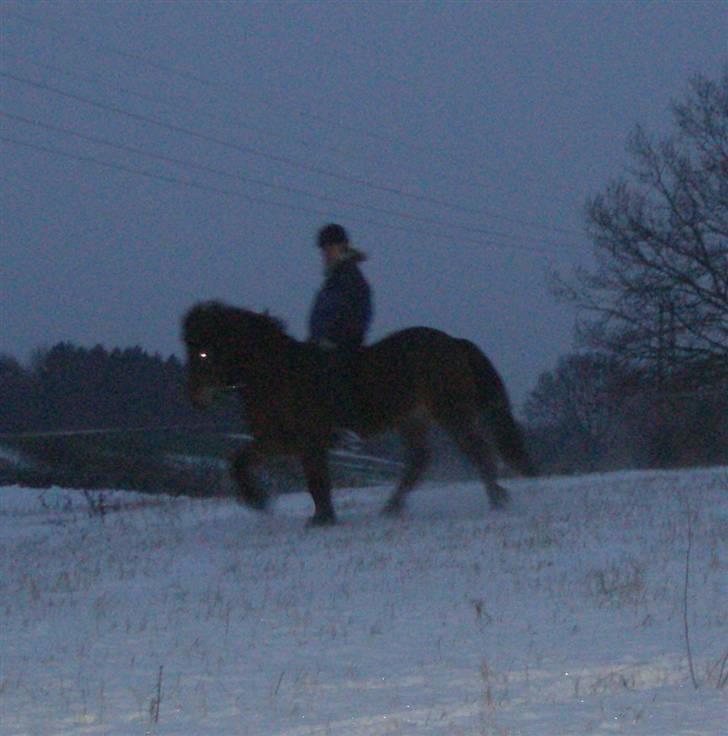 Islænder Greipa fra klattrup - Ude ride i sneen billede 3