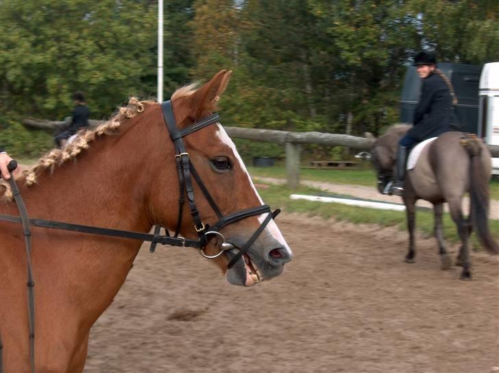 Welsh Pony af Cob-type (sec C)  my lady billede 2