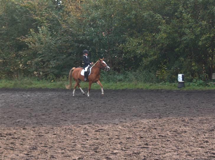 Welsh Pony af Cob-type (sec C)  my lady billede 3