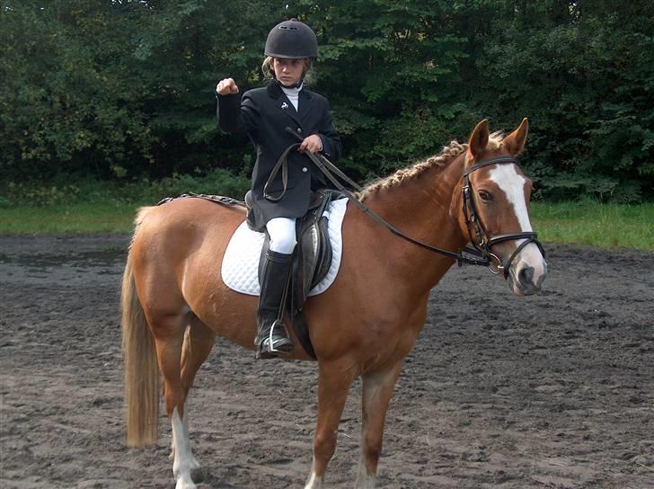 Welsh Pony af Cob-type (sec C)  my lady billede 5