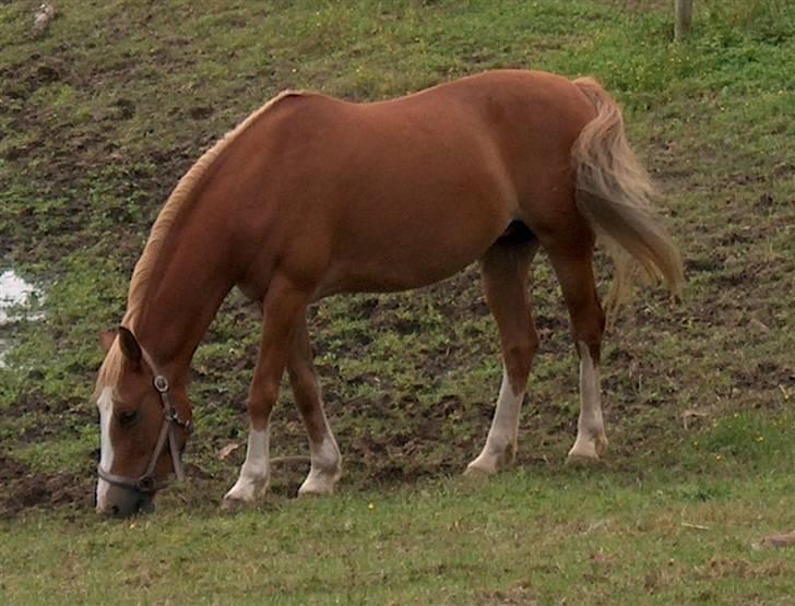 Welsh Pony af Cob-type (sec C)  my lady billede 6