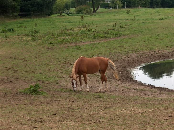 Welsh Pony af Cob-type (sec C)  my lady billede 7