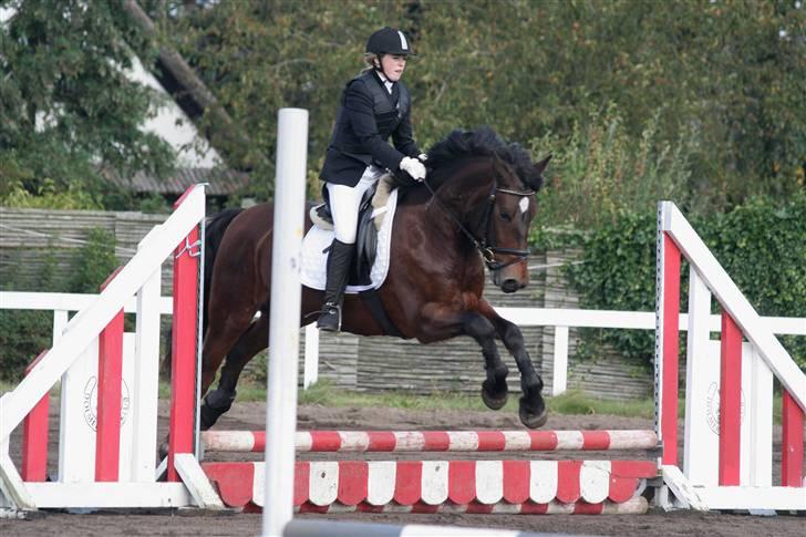 Koldblodstraver Fernando *sendt tilbage* - foto: Jessica Freiesleben billede 9