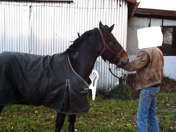 Koldblodstraver Fernando *sendt tilbage* - Fernando ved berider :)  Han blev verdens bedste efter og have været derude! :) billede 10