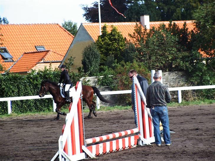 Koldblodstraver Fernando *sendt tilbage* billede 12