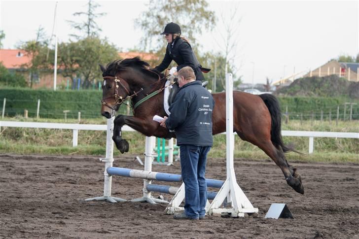 Koldblodstraver Fernando *sendt tilbage* - foto: Jessica Freiesleben billede 14