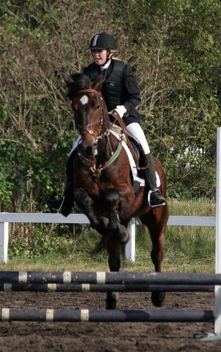 Koldblodstraver Fernando *sendt tilbage* - foto: Jessica Freiesleben billede 15