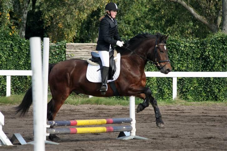 Koldblodstraver Fernando *sendt tilbage* - foto: Jessica Freiesleben billede 16