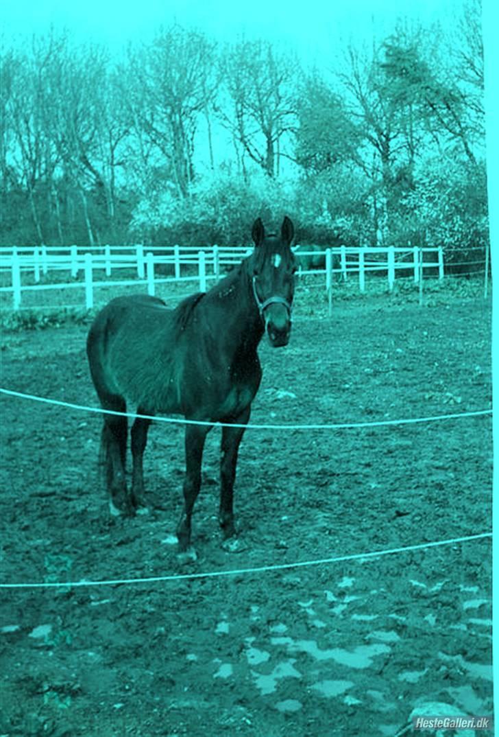 Standardbred Celeste(passer) R.I.P † - Lavet af Tårene triller tit ned af min kind ! Hvorfor dig billede 3