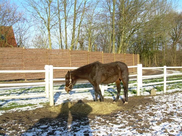 Standardbred Celeste(passer) R.I.P † - Fotograf MIG billede 4