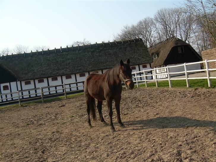 Standardbred Celeste(passer) R.I.P † - Fotograf MIG igen billede 5