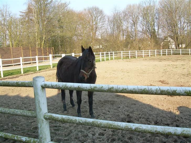 Standardbred Celeste(passer) R.I.P † - Fotografen billede 7