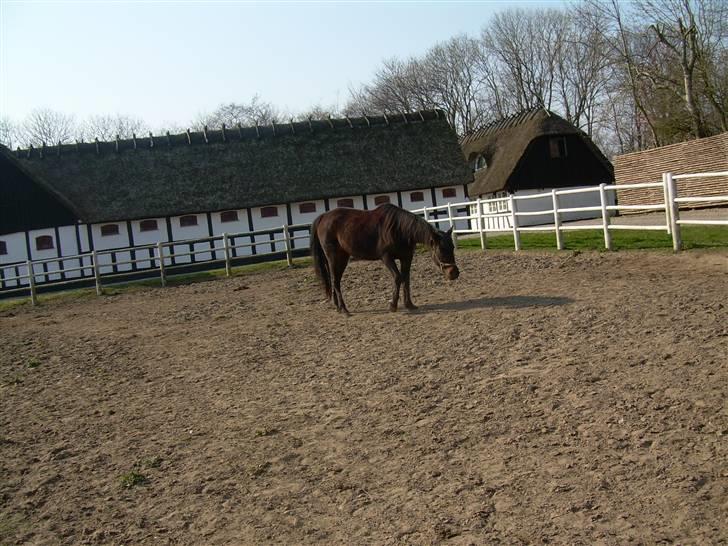 Standardbred Celeste(passer) R.I.P † - Fotografen igen billede 8