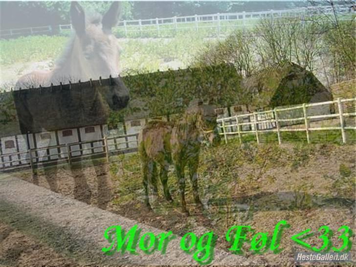 Standardbred Celeste(passer) R.I.P † - Lavet af mor og datter Bastian og Gunilla33 TEAM SVRK billede 9