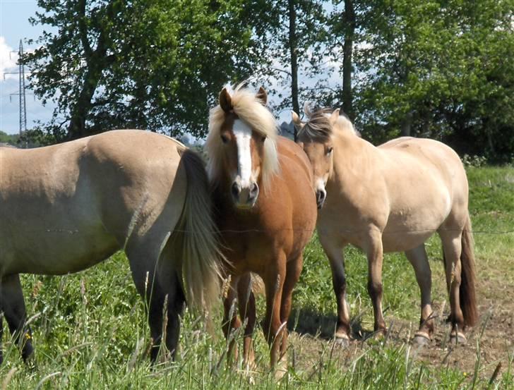 Haflinger Alexandra billede 15
