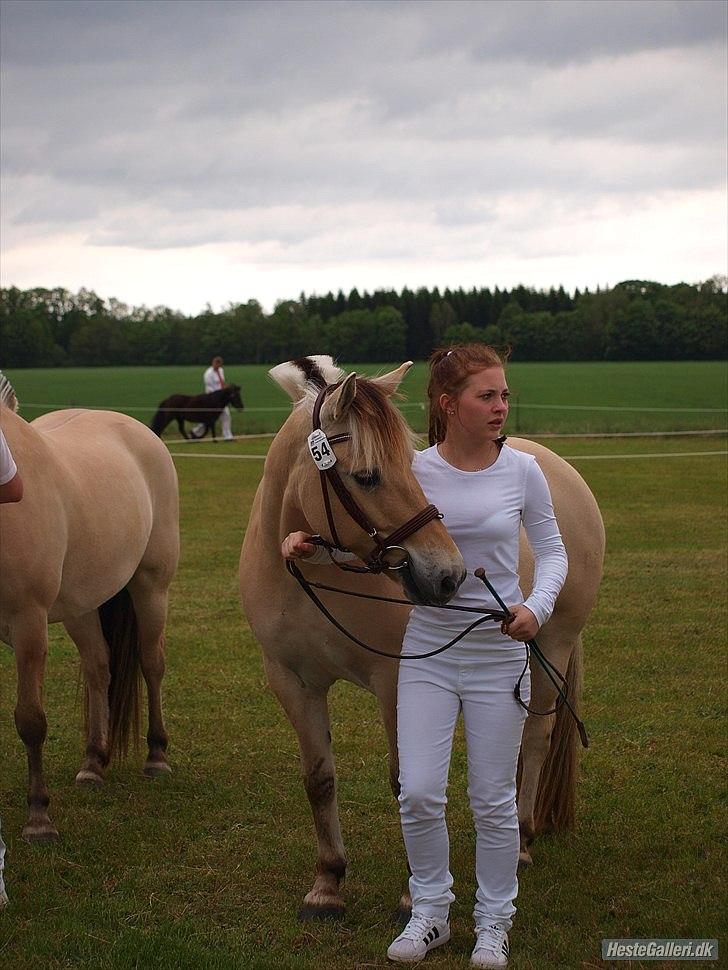 Fjordhest Ronja Kaptain  - NYT... gl. estrup 2011 - 3. plads ud af 6 (22 point) Foto: Betina A. billede 17