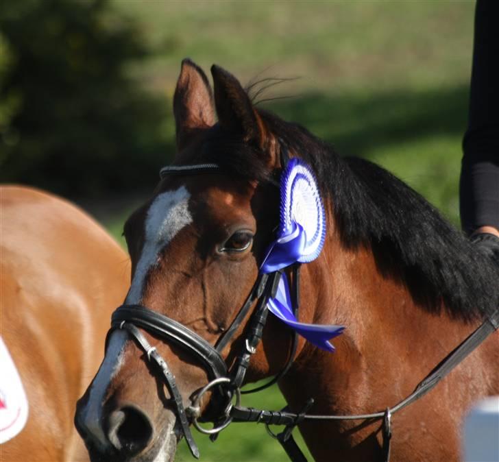 Tysk Sportspony Pauline <3 R.I.P  - placeret som nummer 2 ved mesterskabet, fordi vi kan (´: billede 16